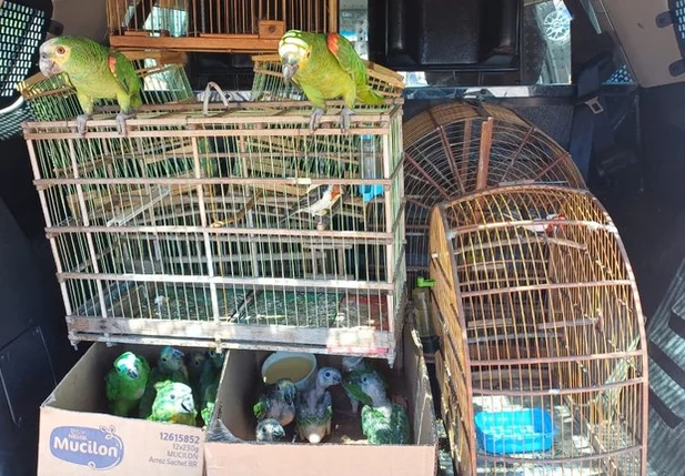 Aves silvestres apreendidas em Dom Expedito Lopes