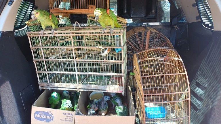 Aves silvestres apreendidas em Dom Expedito Lopes