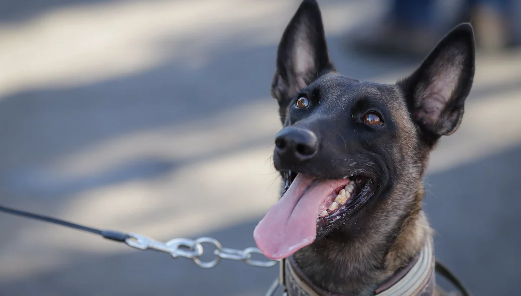 Cachorro da Polícia Militar