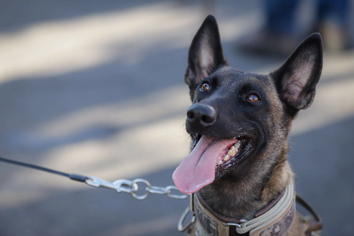 Cachorro da Polícia Militar