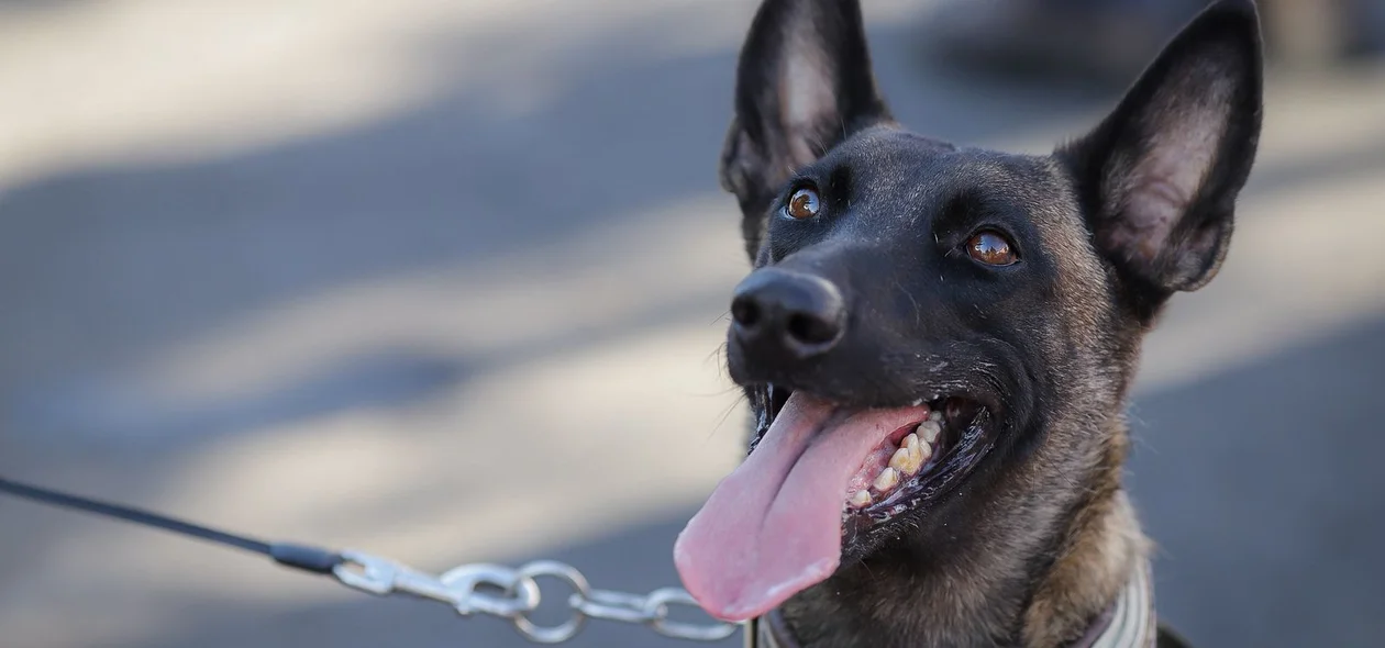 Cachorro da Polícia Militar