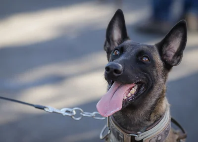 Cachorro da Polícia Militar