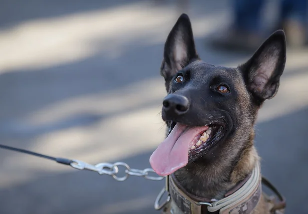 Cachorro da Polícia Militar