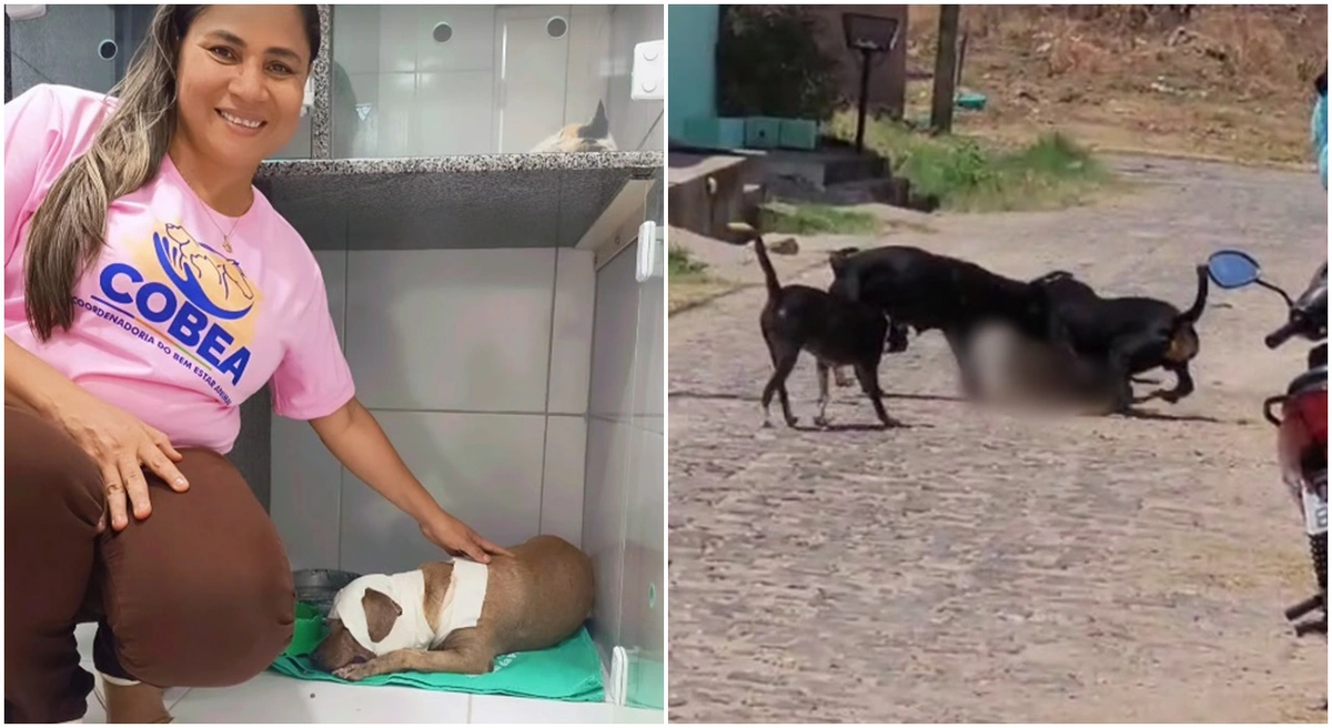 Cadela ficou bastante ferida após ataque