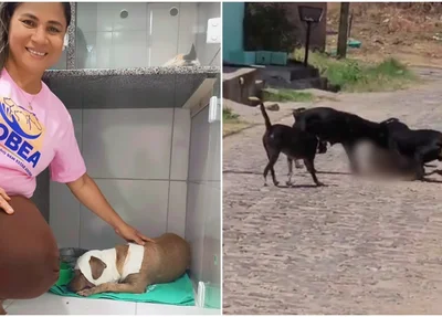 Cadela ficou bastante ferida após ataque