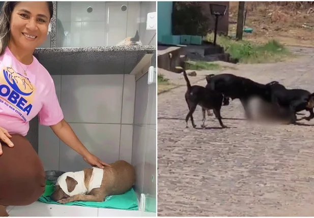 Cadela ficou bastante ferida após ataque