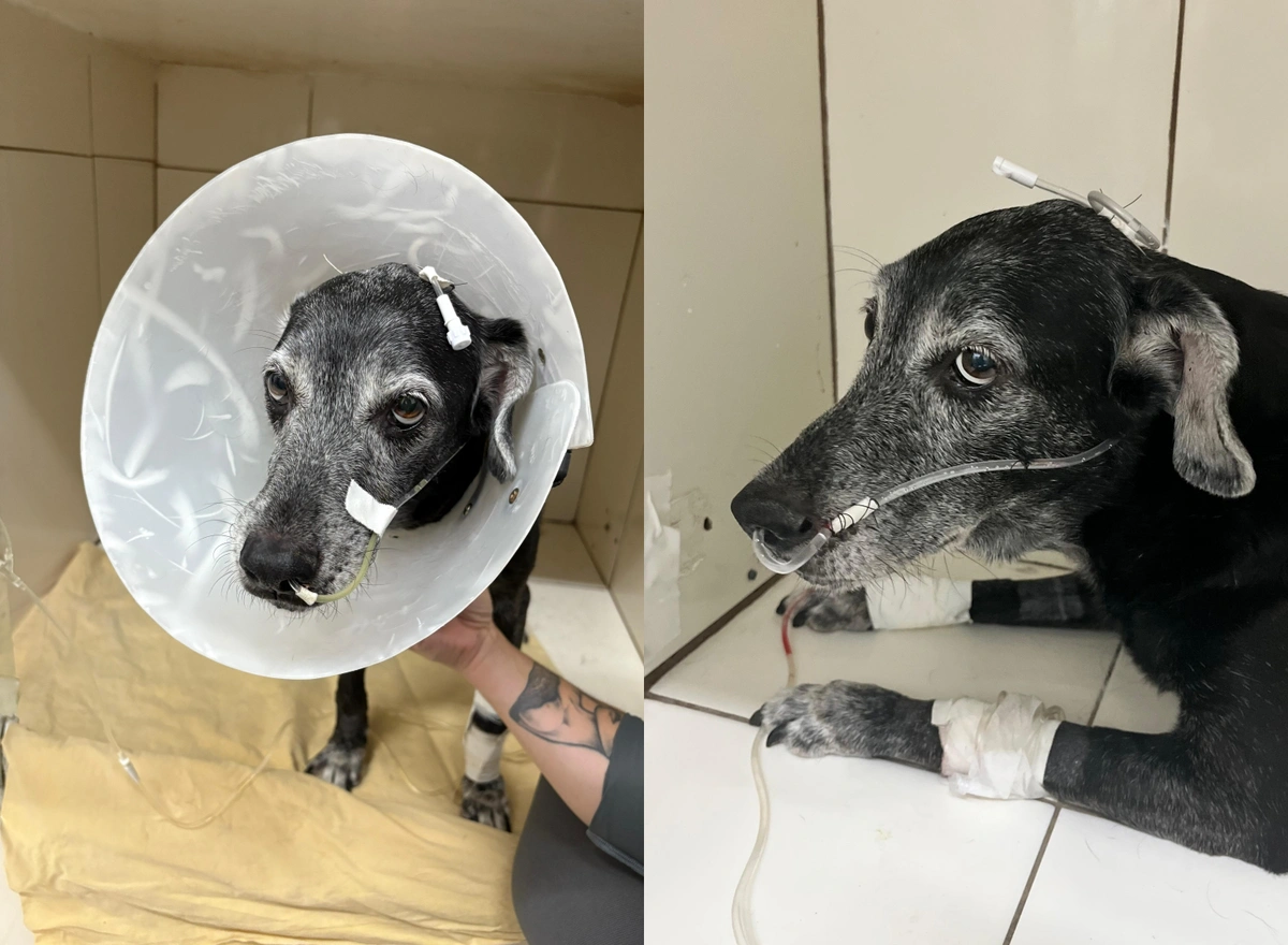 Cãozinho Robin