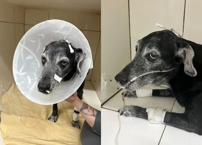 Cãozinho Robin