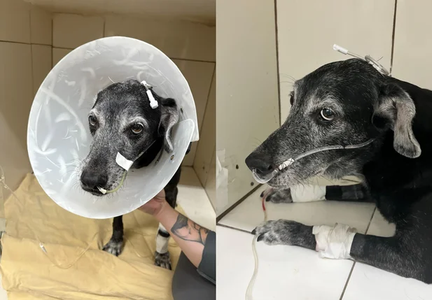 Cãozinho Robin