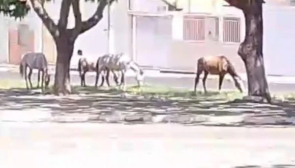 Cavalos soltos em via pública de Floriano