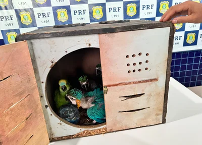 Estado das aves silvestres apreendidas