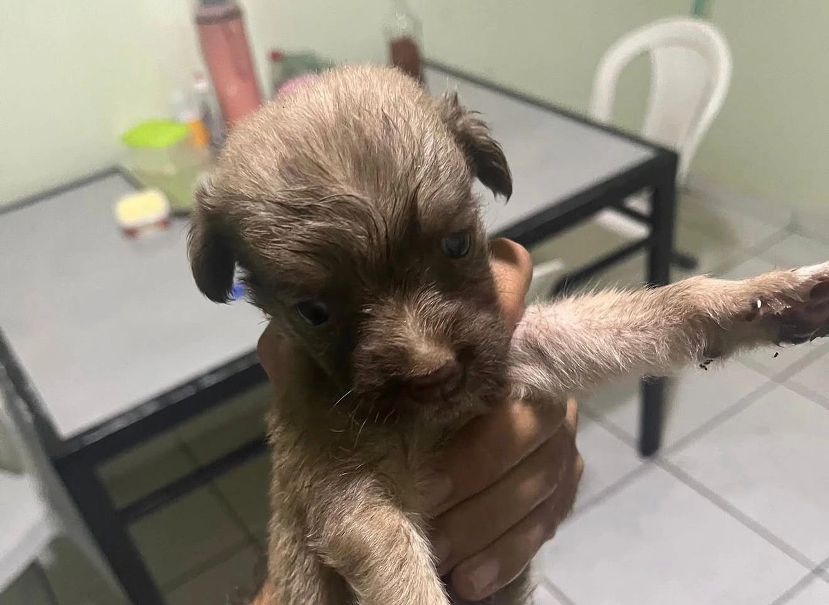 Filhote de cachorro se tornou mascote do 26º BPM