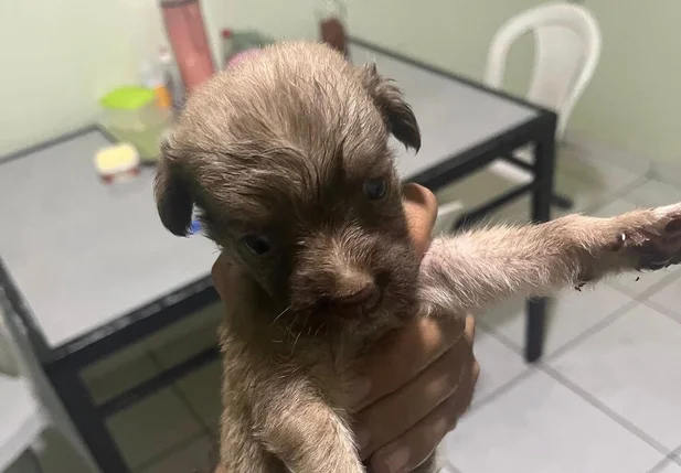 Filhote de cachorro se tornou mascote do 26º BPM