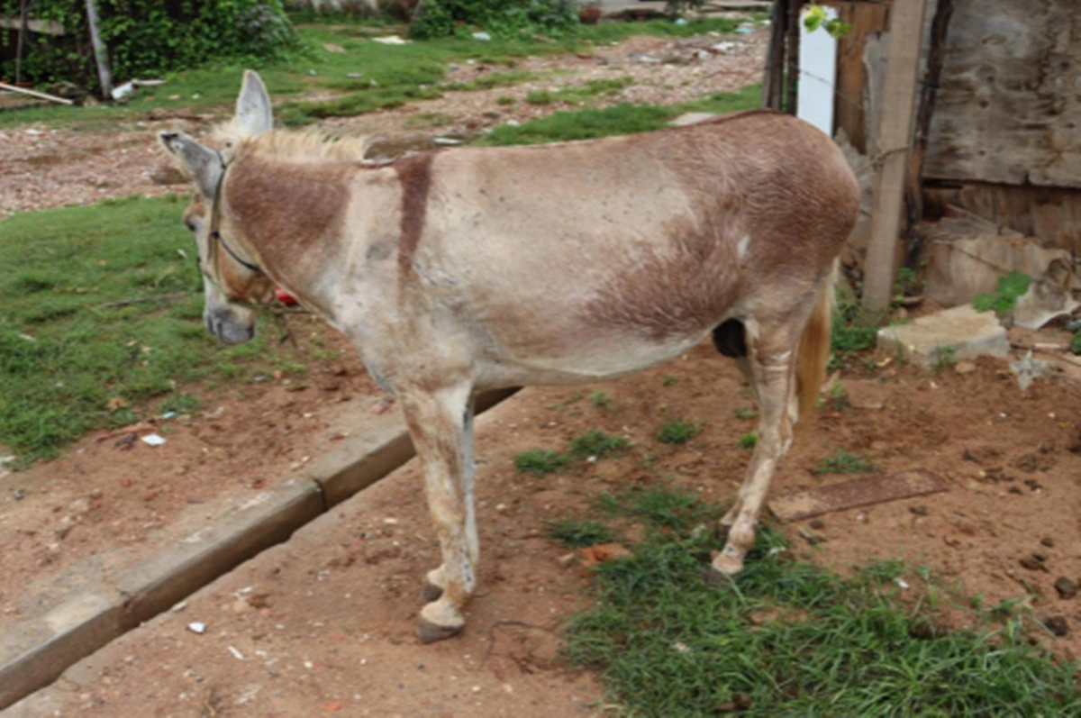 Foi constatado que o animal estava em estado de sofrimento