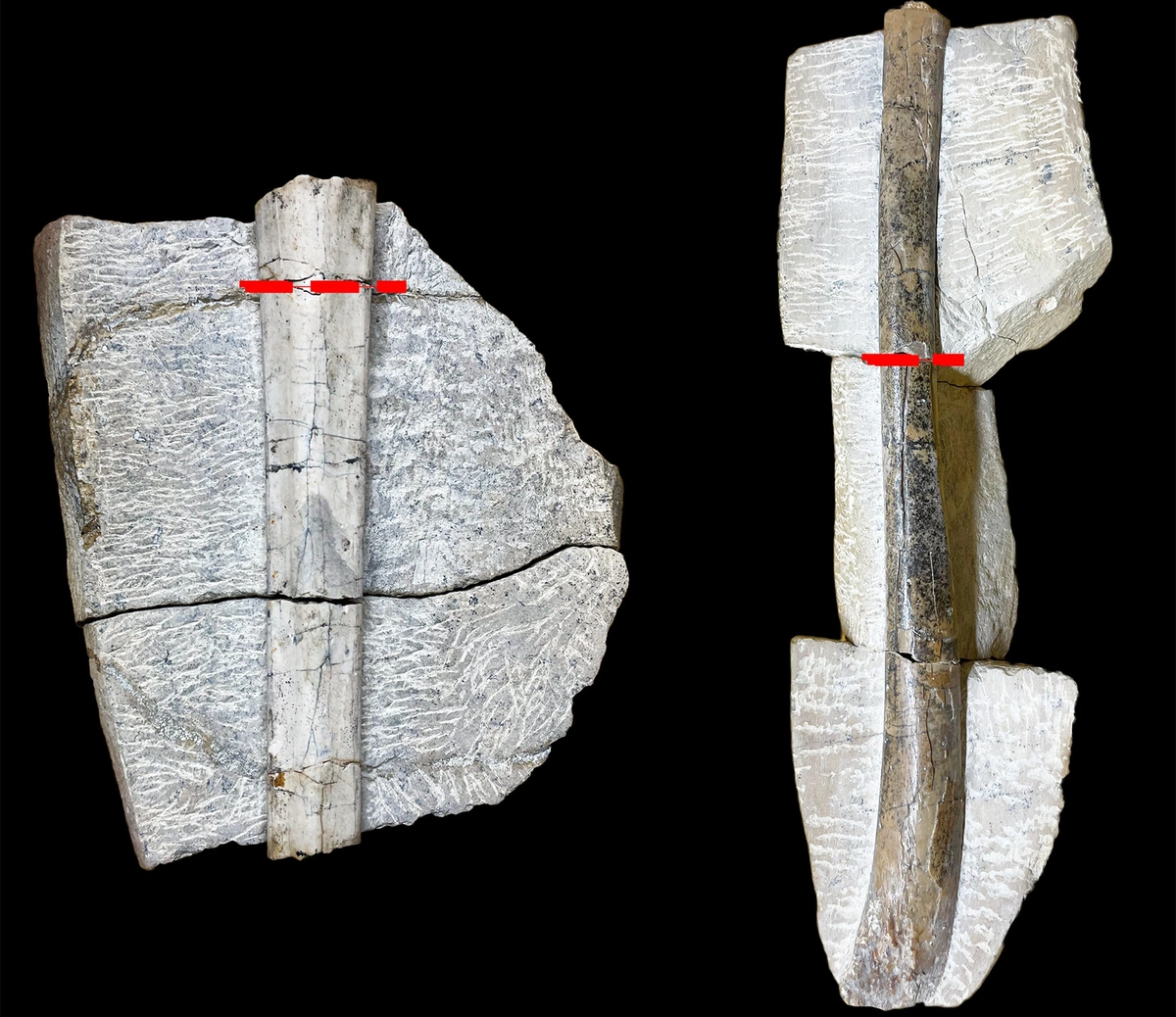Fósseis de pterossauros encontrados no Piauí