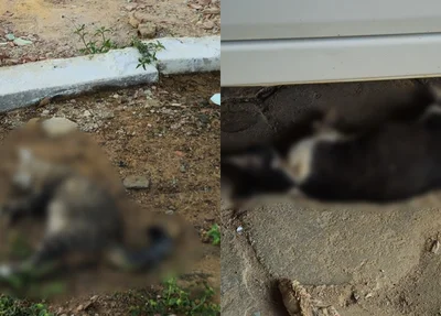 Gatos mortos na Penitenciária de São Raimundo Nonato