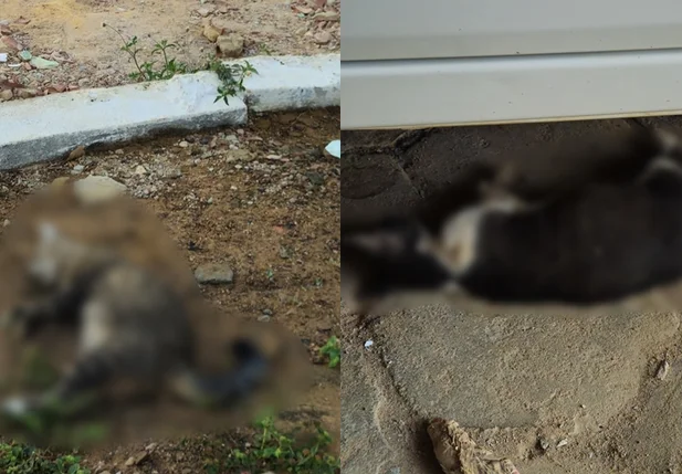 Gatos mortos na Penitenciária de São Raimundo Nonato