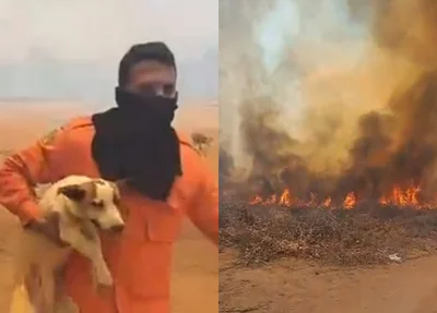 Imagens registradas mostram o momento que bombeiro resgata cachorro