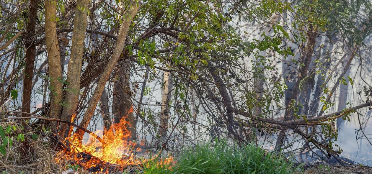 Incêndio em vegetação na Avenida Joaquim Nelson