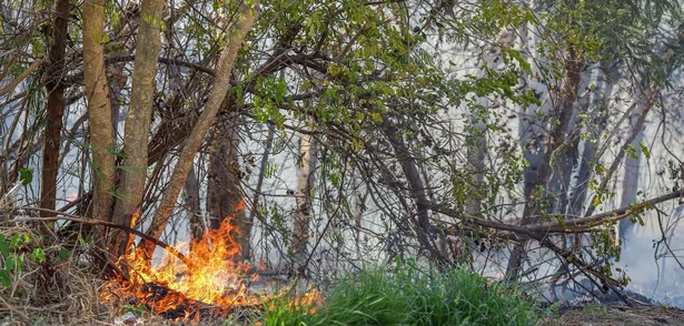 Incêndio em vegetação na Avenida Joaquim Nelson
