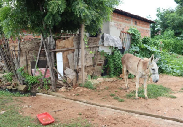 Jumento foi encontrado amarrado a uma estaca de madeira
