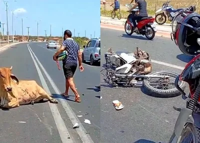 O animal foi esquartejado em via pública