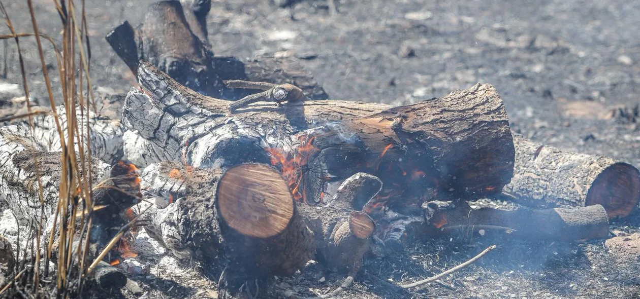 O fogo destruiu a vegetação do local