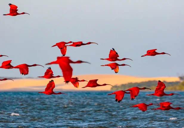 Revoada dos Guarás – Delta do Parnaíba