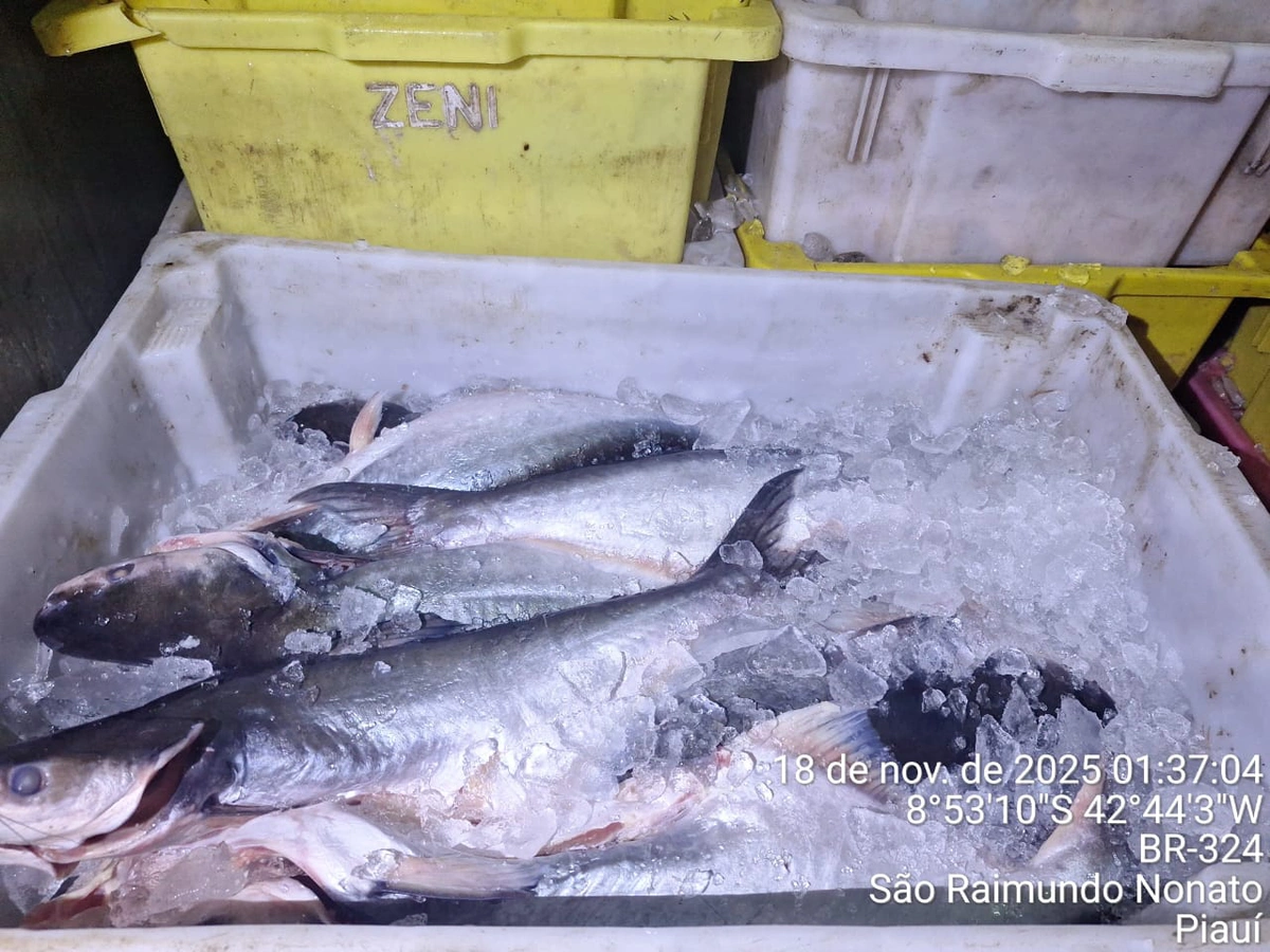 Pescado apreendido pela PM em São Raimundo Nonato