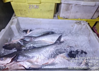 Pescado apreendido pela PM em São Raimundo Nonato