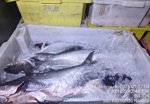 Pescado apreendido pela PM em São Raimundo Nonato