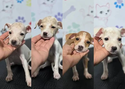 Quatro dos sete cachorros abandonados