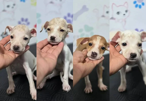 Quatro dos sete cachorros abandonados