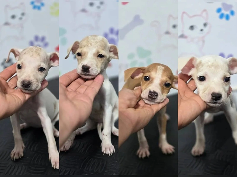 Quatro dos sete cachorros abandonados