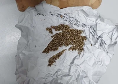 Sementes de maconha apreendidas pela PRF