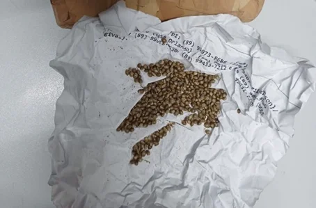 Sementes de maconha apreendidas pela PRF