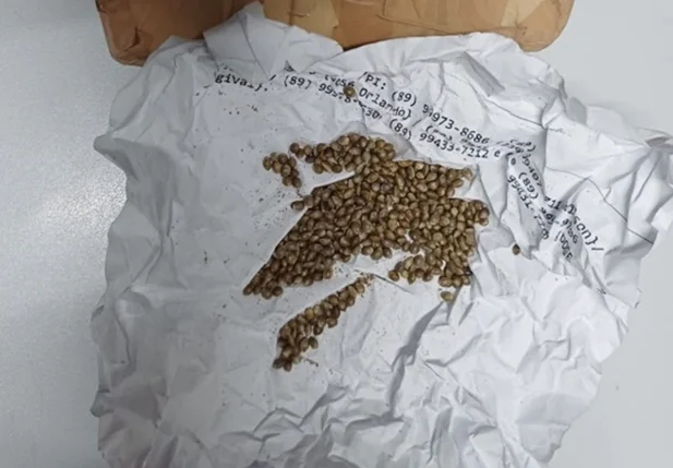 Sementes de maconha apreendidas pela PRF