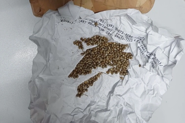 Sementes de maconha apreendidas pela PRF