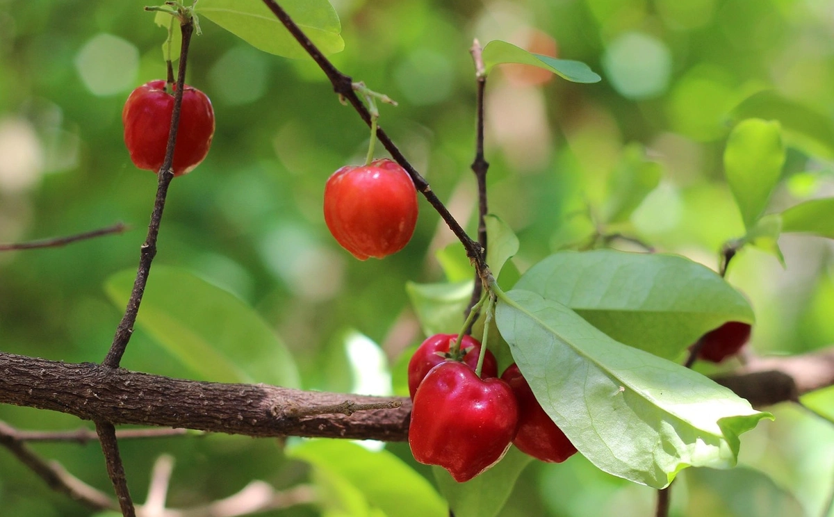 Acerola