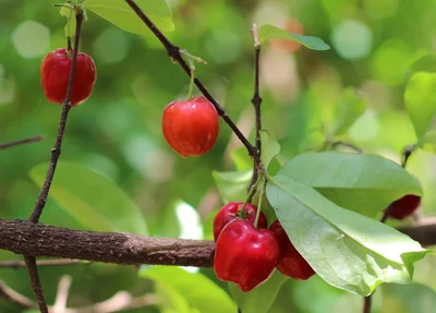 Acerola