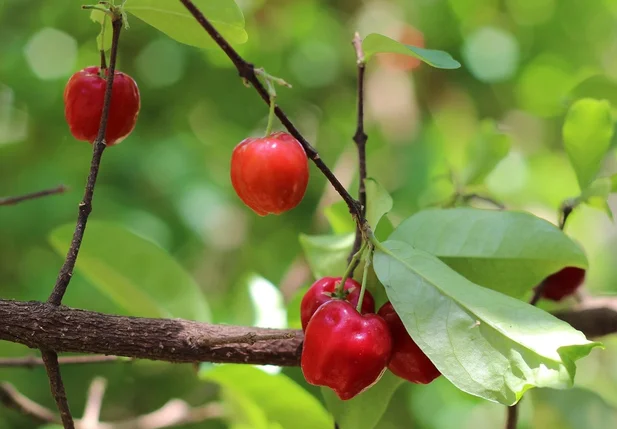 Acerola