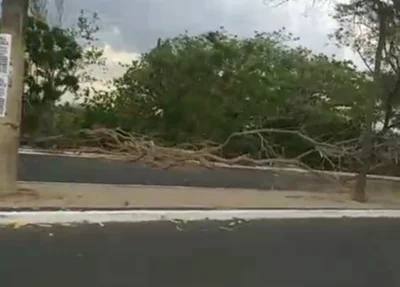 Árvore caiu na Avenida Maranhão