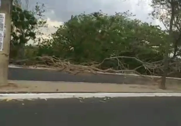 Árvore caiu na Avenida Maranhão