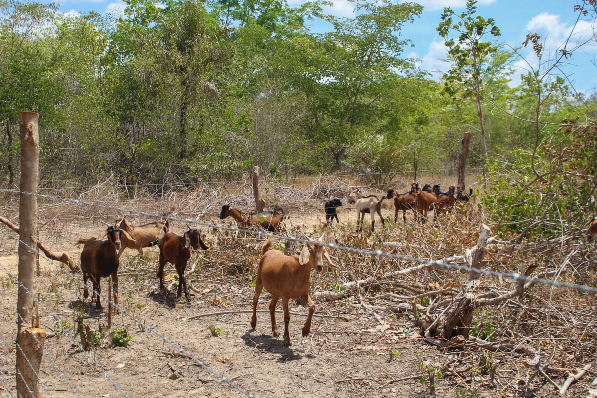 Crédito Fundiário possibilitou aquisição de mais de 3 mil hectares de terras no Piauí em 2025