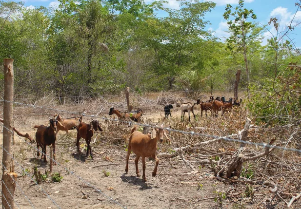 Crédito Fundiário possibilitou aquisição de mais de 3 mil hectares de terras no Piauí em 2025