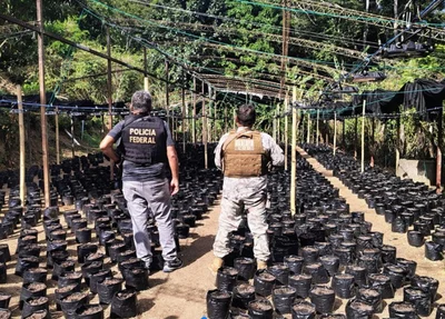 Droga foi destruída pelas forças policiais