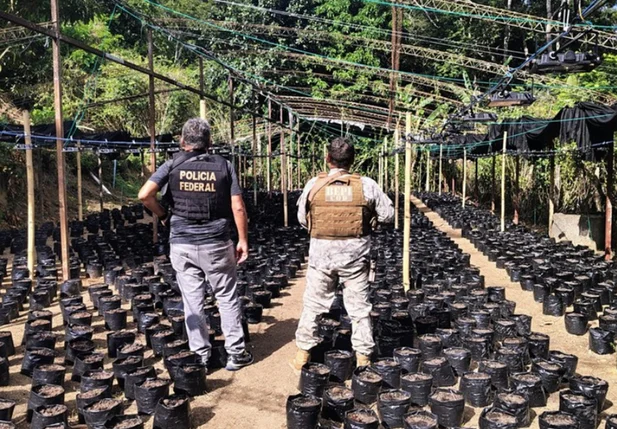 Droga foi destruída pelas forças policiais