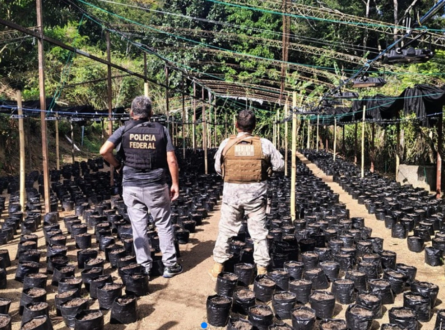 Droga foi destruída pelas forças policiais