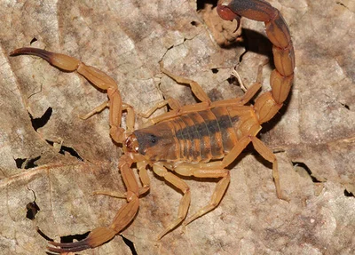 Escorpião