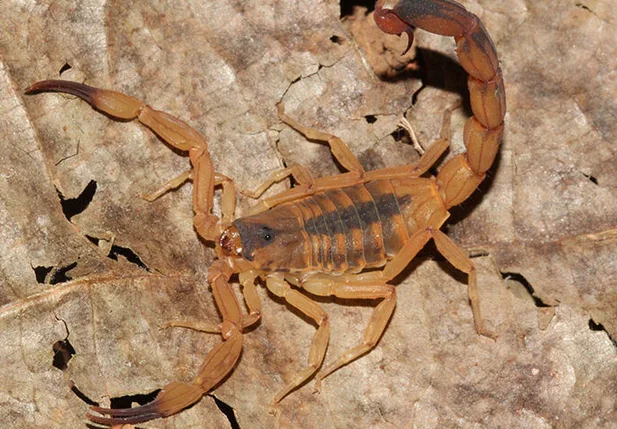 Escorpião